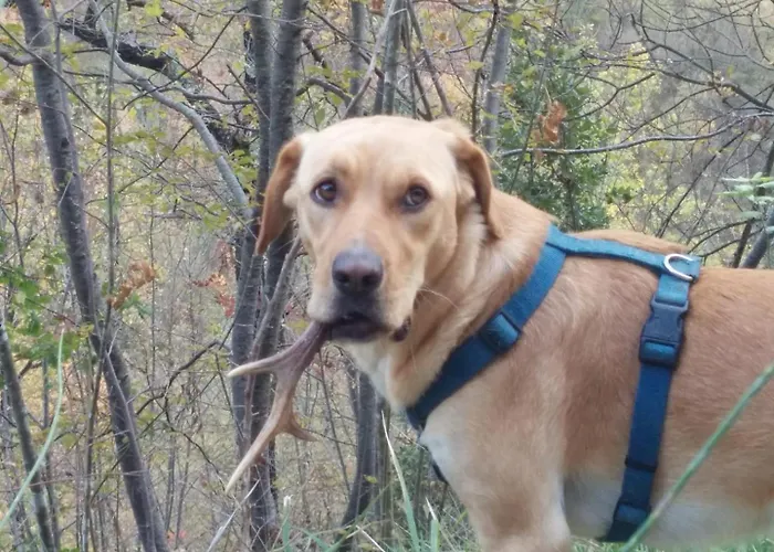 Bed & Breakfast La Corte Di Nonna Quercia